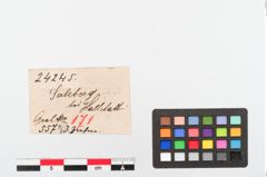 Etiketten zu Tierzahn (NHMW-PRAE-024245)